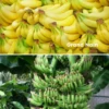 Fall Bundle: Goin' Bananas! 1 Fall Bundle: Goin' Bananas! -Plant related-Sow Exotic RootsBundleBanana