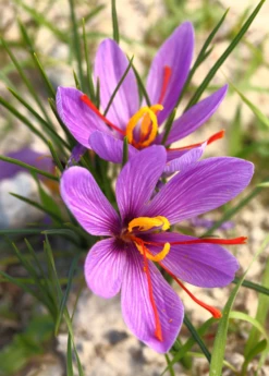 Saffron (Crocus Sativus) -Plant related-Sow Exotic Saffron Plant saffron crocus autumn crocus Crocus sativus Sow Exotic Live Herb and Spice Plant 2