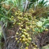 Saw Palmetto (Serenoa Repens) -Plant related-Sow Exotic SawPalmetto Serenoarepens PlantsforSale SowExotic.com 1