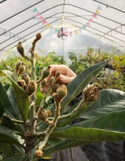 Loquat 'Christmas' (Eriobotrya Japonica) -Plant related-Sow Exotic Screenshot 2020 01 14 at 7.14.26 PM