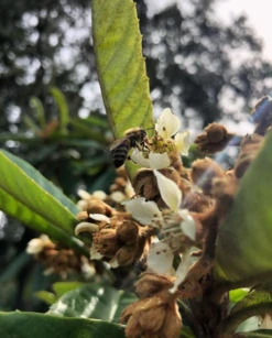 Loquat 'Christmas' (Eriobotrya Japonica) -Plant related-Sow Exotic Screenshot 2020 01 14 at 7.20.43 PM