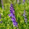Skullcap (Scutellaria Lateriflora) -Plant related-Sow Exotic Scutellaria baicalensis skullcap herb