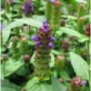 Self Heal Herb (Prunella Vulgaris) -Plant related-Sow Exotic Self heal herb