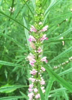 Siberian Motherwort (Leonurus Sibiricus) -Plant related-Sow Exotic Siberian Motherwort Leonurus sibiricus closeup1