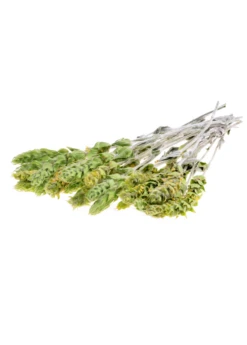 Greek Mountain Tea (Sideritis Scardica) -Plant related-Sow Exotic Sideritis greek mountain tea herb white background fresh picked