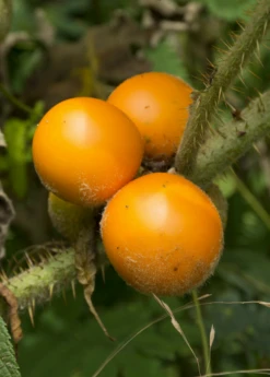 Lulo, Naranjilla (Solanum Quitoense) -Plant related-Sow Exotic Solanum quitoense naranjilla fruit on the plant