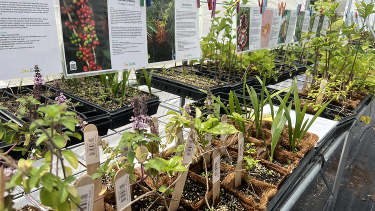 Plant related-Sow Exotic 2 Plant related-Sow Exotic -Plant related-Sow Exotic Sow Exotic Google Ad Banner 3 1