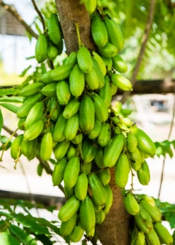 Bilimbi (Averrhoa Bilimbi) -Plant related-Sow Exotic Sow Exotic Plant Nursery Averrhoabilimbi 1