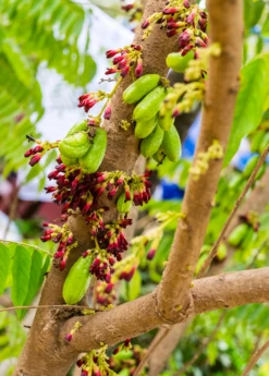 Bilimbi (Averrhoa Bilimbi) -Plant related-Sow Exotic Sow Exotic Plant Nursery Averrhoabilimbi 2