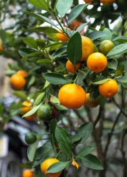 Calamondin (Citrus × Citrofortunella Microcarpa) -Plant related-Sow Exotic Sow Exotic Plant Nursery Calamondin