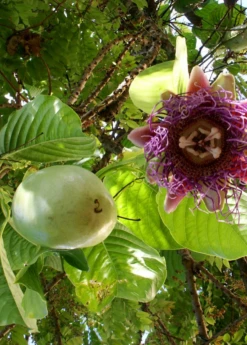 Giant Granadilla (Passiflora Quadrangularis L.) -Plant related-Sow Exotic Sow Exotic Plant Nursery GiantGranadilla PassifloraquadrangularisL. 1