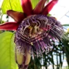Giant Granadilla (Passiflora Quadrangularis L.) -Plant related-Sow Exotic Sow Exotic Plant Nursery GiantGranadilla PassifloraquadrangularisL. 2