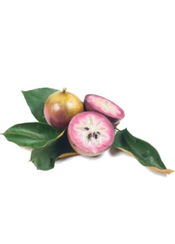 Purple Caimito, Star Apple (Chrysophyllum Cainito) -Plant related-Sow Exotic Sow Exotic Plant Nursery cainito