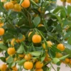 Calamondin (Citrus × Citrofortunella Microcarpa) 1 Calamondin (Citrus × Citrofortunella Microcarpa) -Plant related-Sow Exotic Sow Exotic Plant Nursery calamondin ebfdd653 2123 441d 91ab 4d5c3b19fcc4