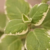 Cuban Oregano, Variegated (Plectranthus Amboinicus) -Plant related-Sow Exotic Sow Exotic Plant Nursery cubanoregano