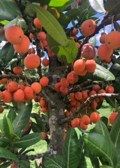 Imbe (Garcinia Livingstonei) -Plant related-Sow Exotic Sow Exotic Plant Nursery imbe