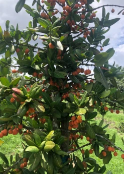 Imbe (Garcinia Livingstonei) -Plant related-Sow Exotic Sow Exotic Plant Nursery imbe 1