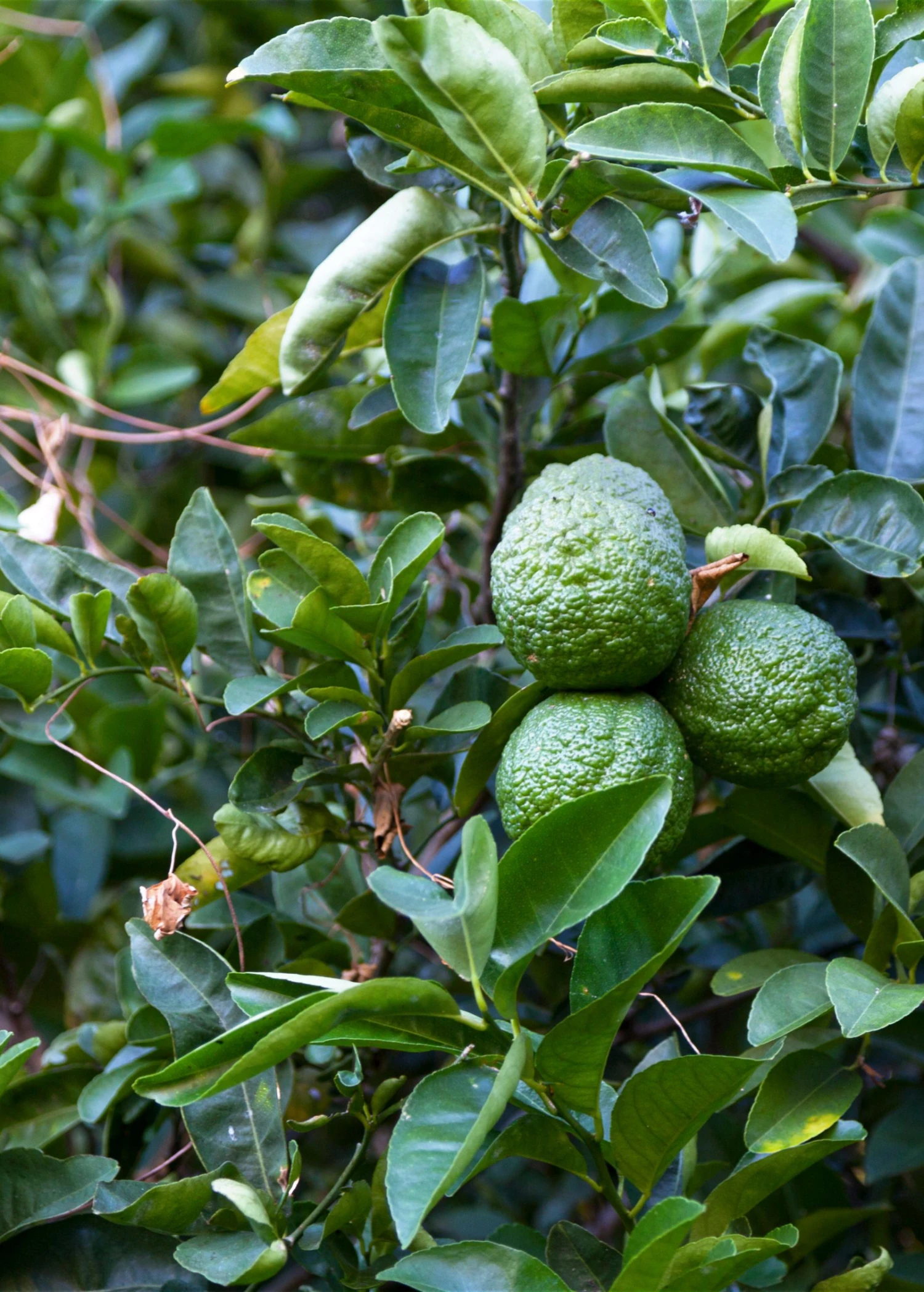 Kaffir, Makrut Lime (Citrus Hystrix) 4 Kaffir, Makrut Lime (Citrus Hystrix) - Image 2