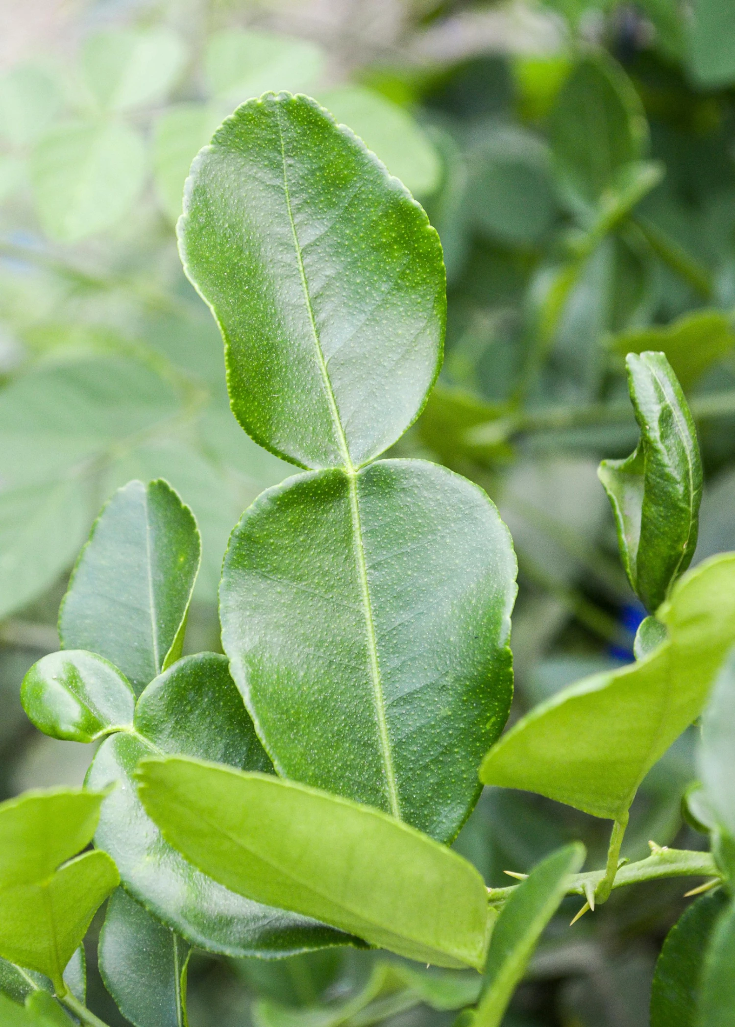 Kaffir, Makrut Lime (Citrus Hystrix) 3 Kaffir, Makrut Lime (Citrus Hystrix)