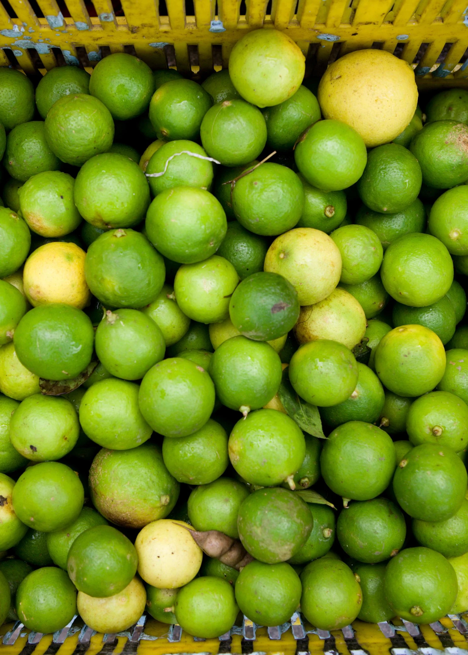 Key Lime (Citrus × Aurantiifolia) 3 Key Lime (Citrus × Aurantiifolia)