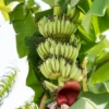 Banana 'Kokopo' (Musa Acuminata) -Plant related-Sow Exotic Sow Exotic Plant Nursery kokopa