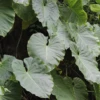 Malanga (Xanthosoma Sagittifolium) -Plant related-Sow Exotic Sow Exotic Plant Nursery malanga