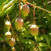 Mango 'Carrie' (Mangifera Indica) -Plant related-Sow Exotic Sow Exotic Plant Nursery mango