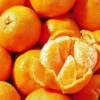 Ponkan Mandarin, Chinese Honey Orange (Citrus Poonensis) -Plant related-Sow Exotic Sow Exotic Plant Nursery ponkanmandarin