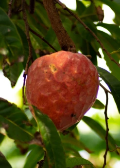 Custard Apple, Red (Annona Reticulata)