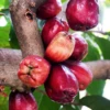 Malay Apple (Syzygium Malaccense) -Plant related-Sow Exotic Sow Exotic Plant Nursery redmalayappleSyzygiummalaccense