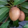 Sapodilla 'Silas Wood' (Manilkara Zapota) -Plant related-Sow Exotic Sow Exotic Plant Nursery sapodilla