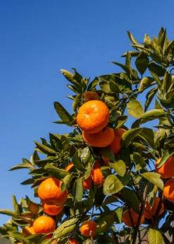 Satsuma Mandarin (Citrus Unshiu) -Plant related-Sow Exotic Sow Exotic Plant Nursery satsuma