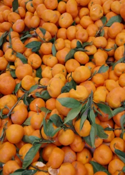Satsuma Mandarin (Citrus Unshiu) -Plant related-Sow Exotic Sow Exotic Plant Nursery satsuma 2