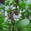 Thai Basil (Ocimum Basilicum Var. Thyrsiflora) -Plant related-Sow Exotic Sow Exotic Plant Nursery thai basil