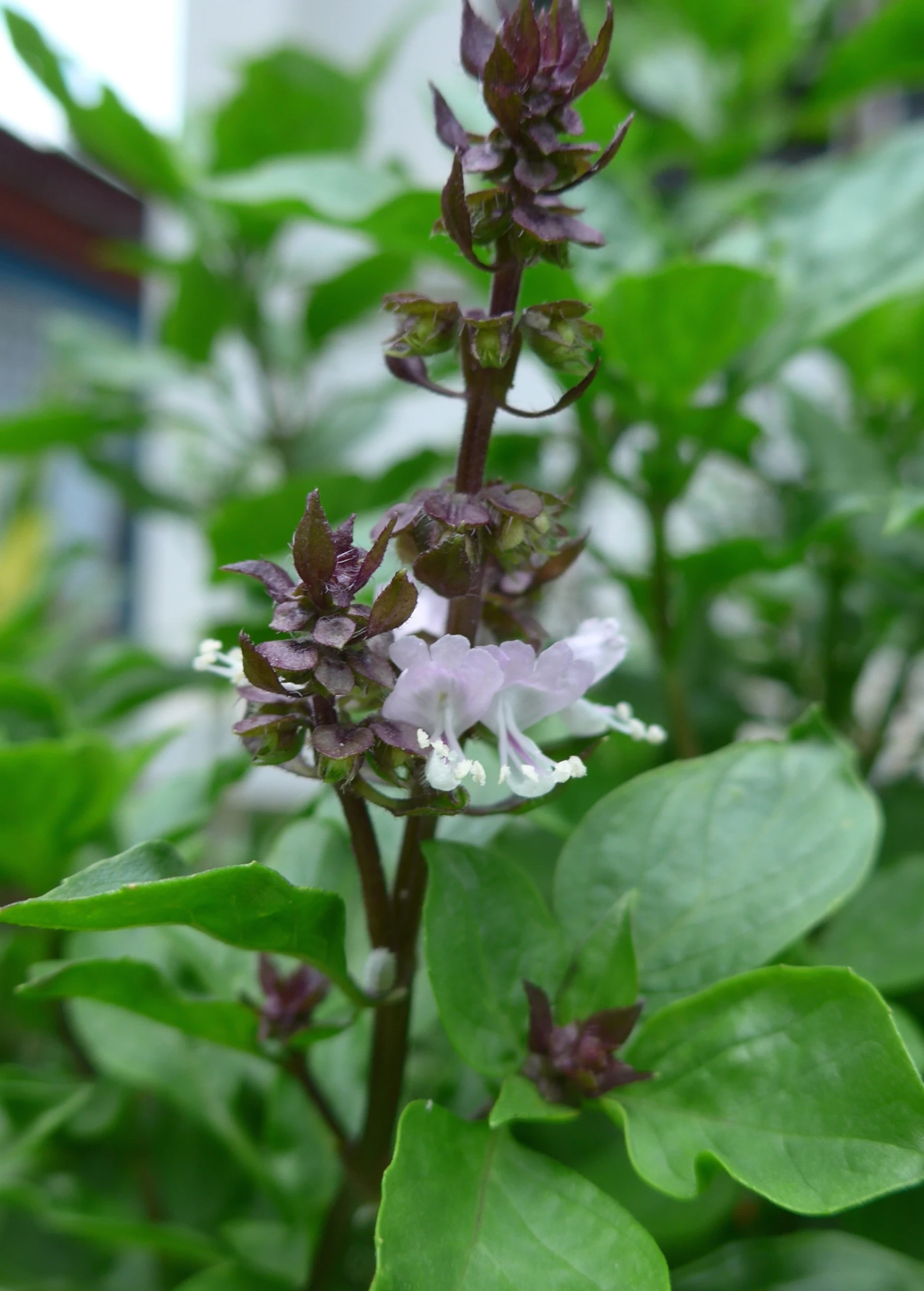 Thai Basil (Ocimum Basilicum Var. Thyrsiflora) 3 Thai Basil (Ocimum Basilicum Var. Thyrsiflora)
