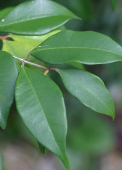 Spice Wood (Myrcia Neopallens, Syn. Calyptranthes Pallens) -Plant related-Sow Exotic SpiceWoodNativeFruitTreesforSale SowExotic.com 1