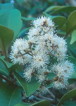 Spice Wood (Myrcia Neopallens, Syn. Calyptranthes Pallens) -Plant related-Sow Exotic SpiceWoodNativeFruitTreesforSale SowExotic.com 2