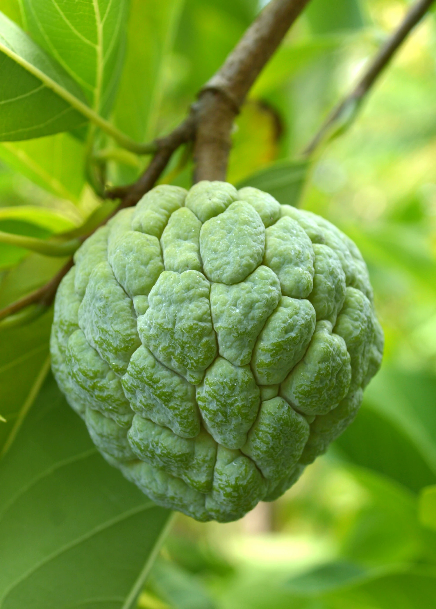 Sugar Apple 'Na Dai' (Annona Squamosa L) 4 Sugar Apple 'Na Dai' (Annona Squamosa L) - Image 2
