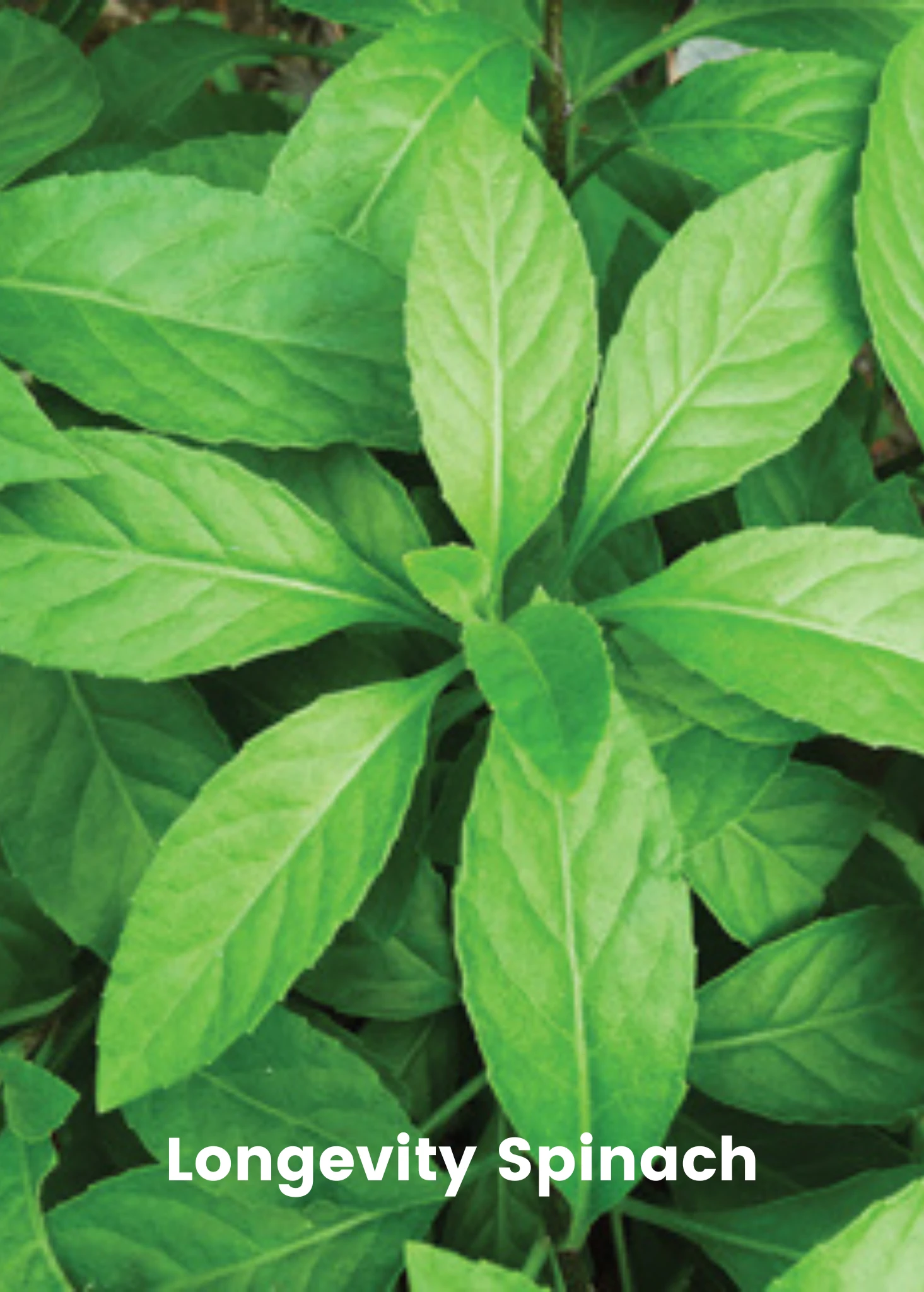 Summer Greens Bundle: Malabar Spinach, Molokhia, Longevity Spinach & Lagos Spinach 6 Summer Greens Bundle: Malabar Spinach, Molokhia, Longevity Spinach & Lagos Spinach - Image 4