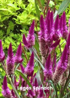 Summer Greens Bundle: Malabar Spinach, Molokhia, Longevity Spinach & Lagos Spinach 11 Summer Greens Bundle: Malabar Spinach, Molokhia, Longevity Spinach & Lagos Spinach -Plant related-Sow Exotic SummerGreensBundle LongevitySpinach OkinawaSpinach LagosSpinachPlantsForSale SowExotic.com 2