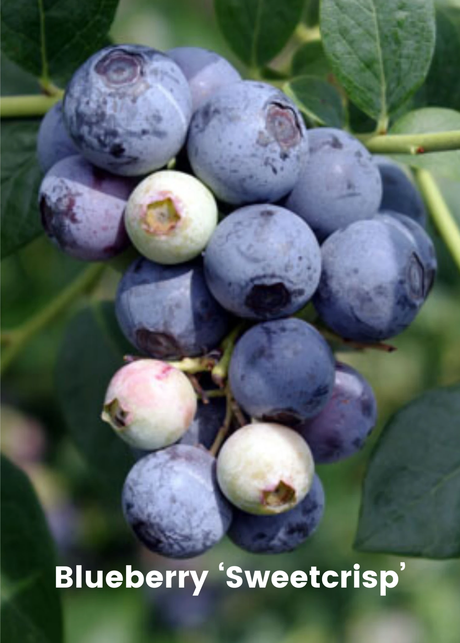 Blueberry Bundle: Sweetcrisp & Biloxi 4 Blueberry Bundle: Sweetcrisp & Biloxi - Image 2