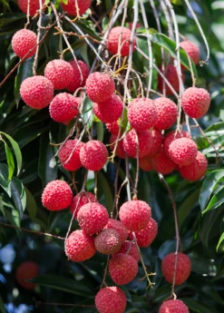 Lychee 'Sweetheart' (Litchi Chinensis) -Plant related-Sow Exotic SweetheartLycheesowexoticplantNursery
