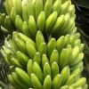 Banana 'Sweetheart' (Musa Acuminata FHIA-3) -Plant related-Sow Exotic SweetheartTreesforSale SowExotic.com