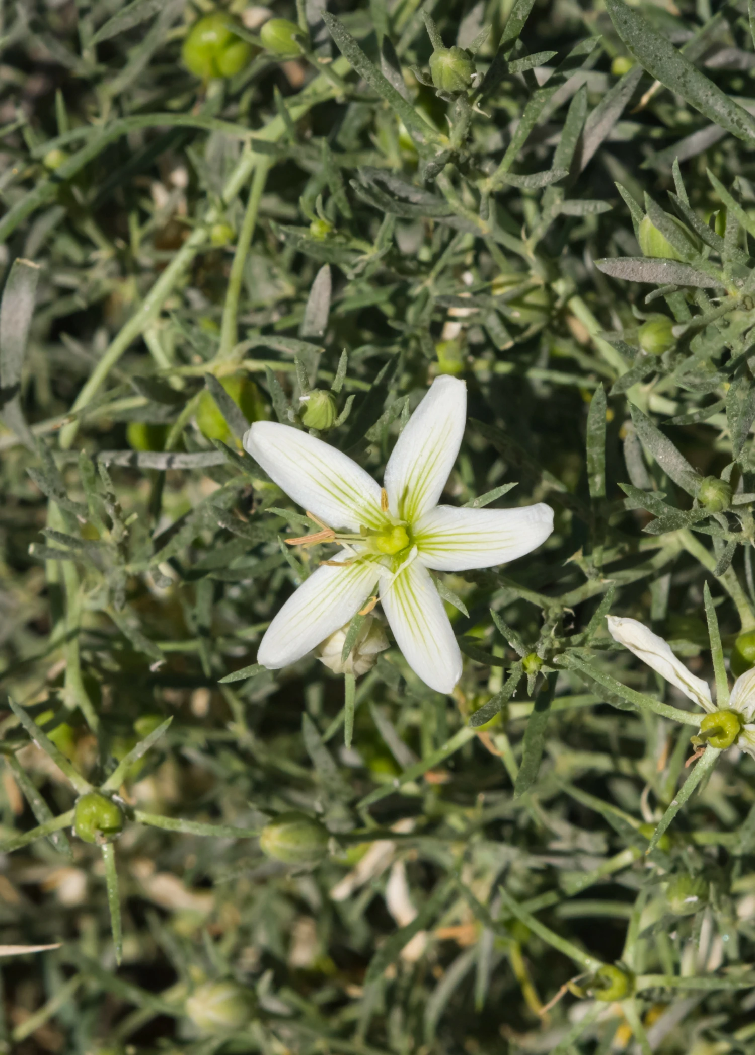 Syrian Rue (Peganum Harmala) 5 Syrian Rue (Peganum Harmala) - Image 3
