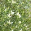Syrian Rue (Peganum Harmala) -Plant related-Sow Exotic Syrian Rue Peganum harmala shrub flowers and leaves