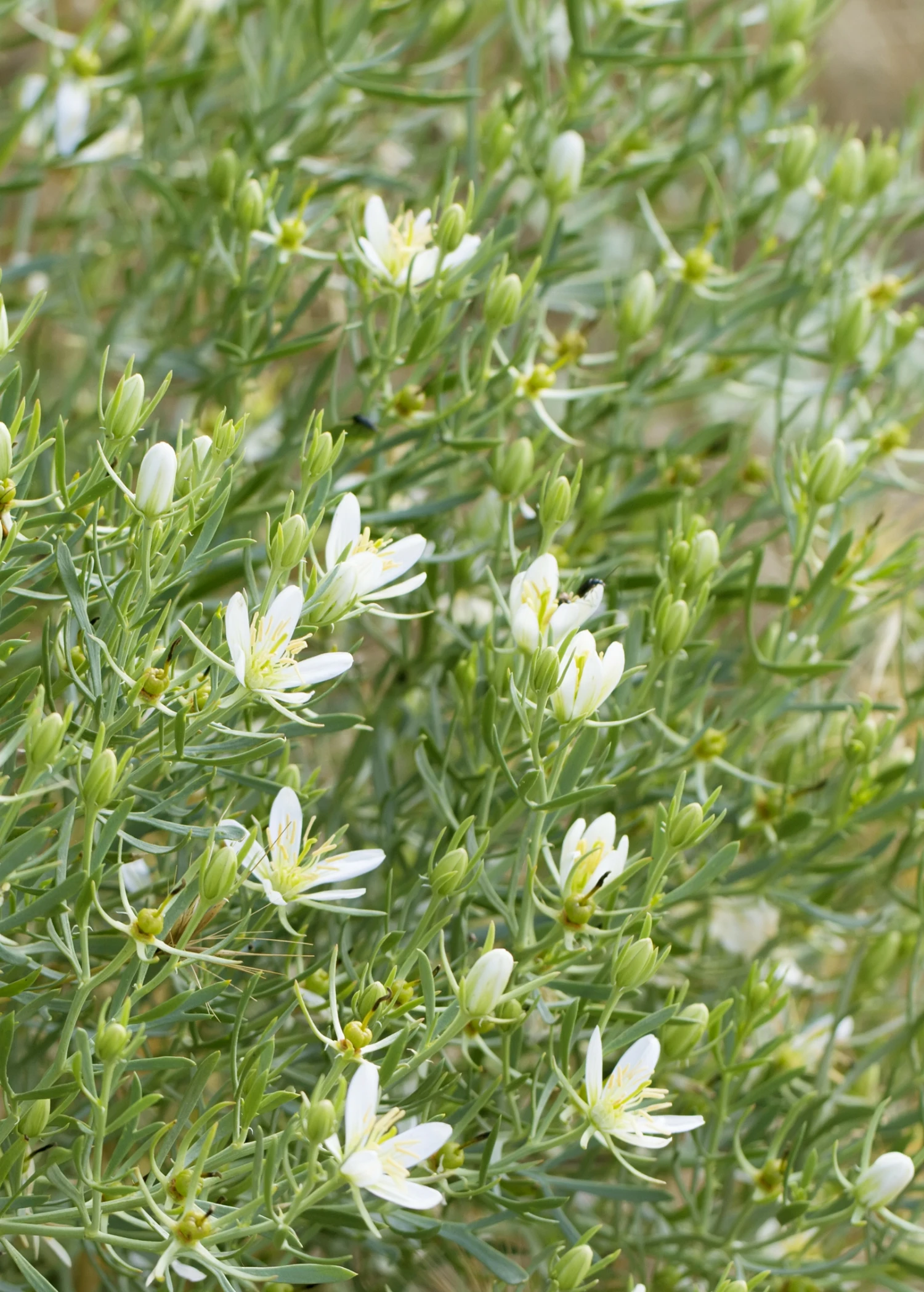 Syrian Rue (Peganum Harmala) 3 Syrian Rue (Peganum Harmala)