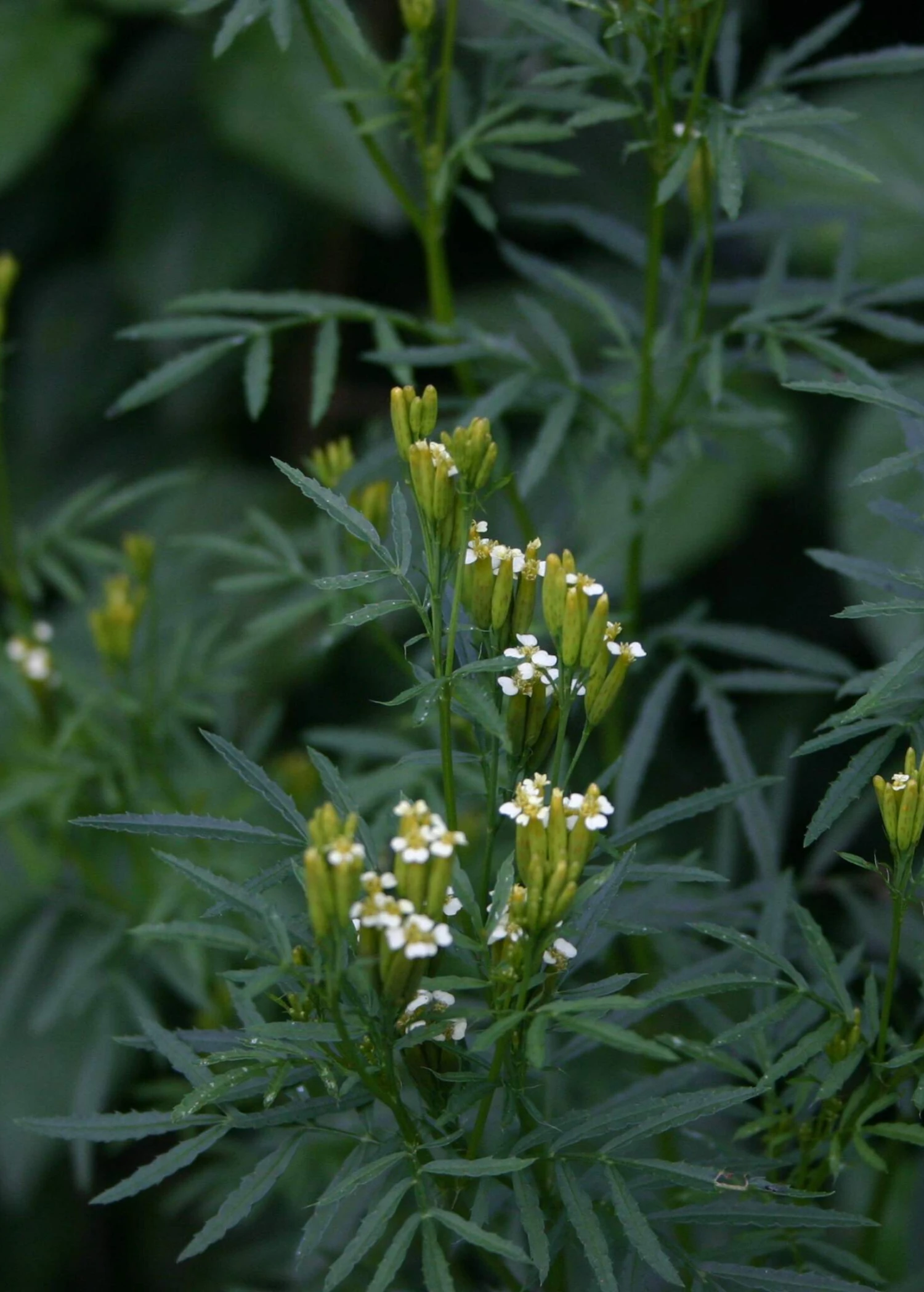 Huacatay (Tagetes Minuta) 3 Huacatay (Tagetes Minuta)