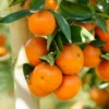 Temple Orange (Citrus Reticulate) -Plant related-Sow Exotic TempleOrangeSowExotic