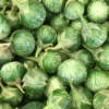 Thai Eggplant (Solanum Melongena) 1 Thai Eggplant (Solanum Melongena) -Plant related-Sow Exotic Thai Eggplant Sow Exotic Live Plant