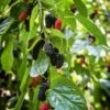 Mulberry 'Everbearing' (Morus Nigra) 1 Mulberry 'Everbearing' (Morus Nigra) -Plant related-Sow Exotic The fruit of black mulberry mulberry tree